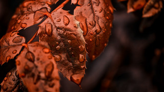 Brown leaf water droplets macro - a close up of a leaf free wallpaper