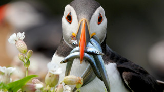 Bird fish flower blurry ecological - its beak free wallpaper for desktop