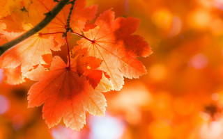 Orange leaves tree bokeh autumn - a close up of a tree free wallpaper