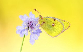 Yellow butterfly purple flower macro - a pink flower in the foreground free wallpaper