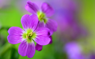 Purple flower macro bokeh leaves - betty merken free wallpaper for desktop
