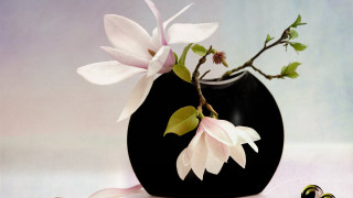 Black vase white flower pink - a pink ribbon free wallpaper for desktop