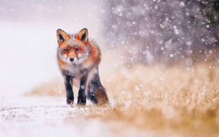 Red fox snowy woods night - wildlife photography free wallpaper for desktop