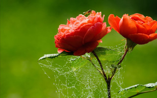 Red flowers dew spider web - dew free wallpaper