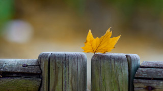 Single leaf wooden fencepost autumn - a single leaf free wallpaper