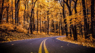 Yellow line road autumn trees - yellow leaf free wallpaper