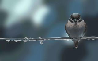 Bird on wire water droplets - a wire free wallpaper for desktop