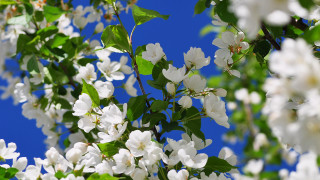 White flower tree blue sky 3 - against free wallpaper