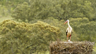 Stork hay field trees bushes - top of a pile free wallpaper