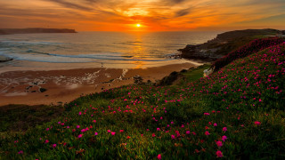 Sunset beach pink flowers cliff - a sunset over a beach free wallpaper