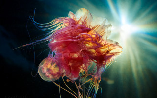 Glowing jellyfish aurora night sky - jellyfish free wallpaper