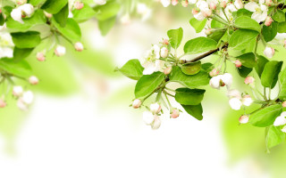 Branch white flowers green leaves 5 - green leaf free wallpaper for desktop