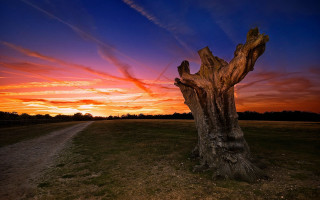 Tree stump field sunset trail - wide angle len free wallpaper
