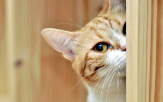 Cat peeking door blue eyes 2 - fructose free wallpaper