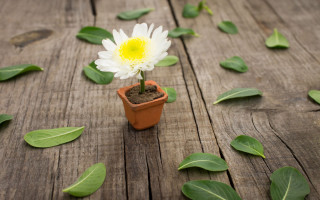 Small potted plant with lily - a single flower in the center free wallpaper