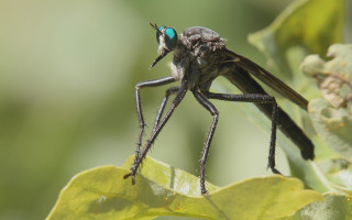 Fly leaf macro blurry depth - male free wallpaper