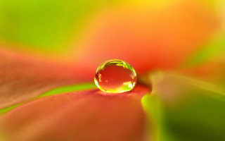 Water drop flower red green - a drop of water free wallpaper for desktop