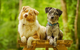 Dogs brown white black wooden - a wooden bench free wallpaper