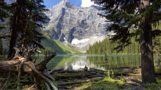 Mountain lake forest fallen trunk - fallen free wallpaper