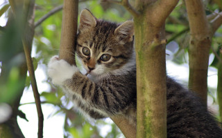 Kitten climbing tree branch nature - the branch of a tree free wallpaper