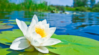White water lily pond nature - water lily free wallpaper