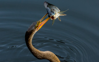 Seagull fish water boat horizon - a fish free wallpaper