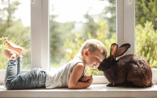 Little boy bunny window sill - a little boy free wallpaper