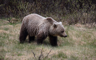 Brown bear walking field trees - field next free wallpaper