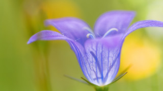 Purple flower macro blurry background 5 - a green stem free wallpaper