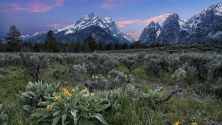 Flower field mountains sunset pink 5 - photograph free wallpaper for desktop