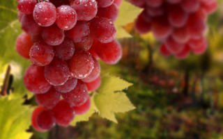 Grape vine water droplets photorealistic - a vine free wallpaper