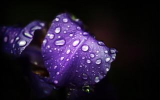 Purple flower water droplets macro 3 - anthony s waters free wallpaper