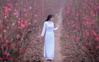 Woman white dress flower field 8 - a field of flowers and trees free wallpaper