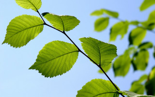 Branch leaves blue sky ecological - a few cloud free wallpaper for desktop