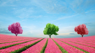Three trees pink field blue - art green free wallpaper for desktop
