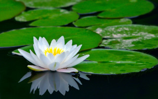White water lily yellow center 2 - blanche hoschedé monet free wallpaper