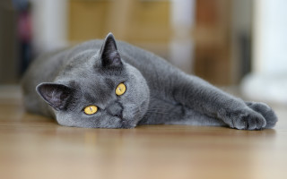 Gray cat yellow eyes curious 2 - curious free wallpaper