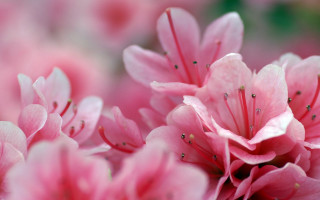 Pink flowers macro blurry background - a green background and a blurry background free wallpaper