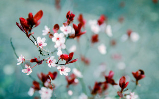 Red white flowers branch bokeh - a microscopic photo free wallpaper