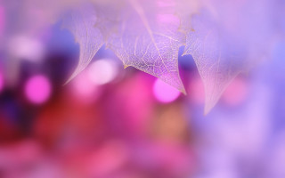 Blurry leaf building macro softfocus - soft focus free wallpaper