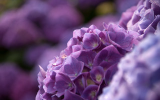 Purple flower macro background blurry - david budd free wallpaper for desktop
