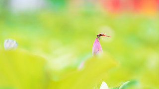 Pink flower bug field macro - green grass free wallpaper for desktop