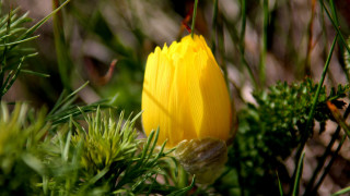 Yellow flower grass green plants - a yellow flower free wallpaper