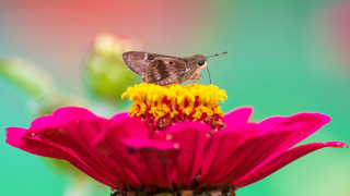 Small brown butterfly pink flower - petal free wallpaper