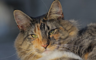 Cat yellow brown face green - brenda chamberlain free wallpaper