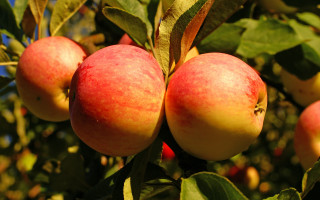 Apples hanging branch leaves blue - fall vibrancy free wallpaper