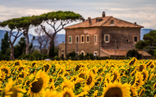 Sunflower field autumn leaves blurry - correggio free wallpaper