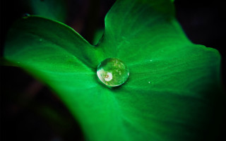 Water droplet green leaf dark - a white spot free wallpaper
