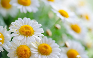 Daisies vase table blurry background - a vase free wallpaper for desktop