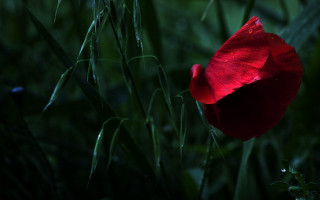 Red flower green grass water - chris friel free wallpaper